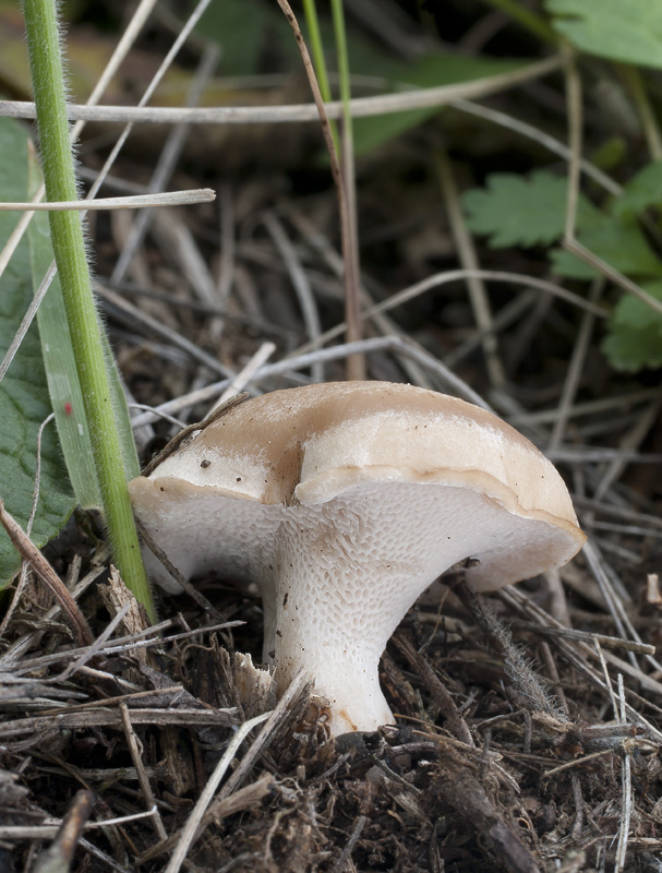 Polyporus rhizophilus